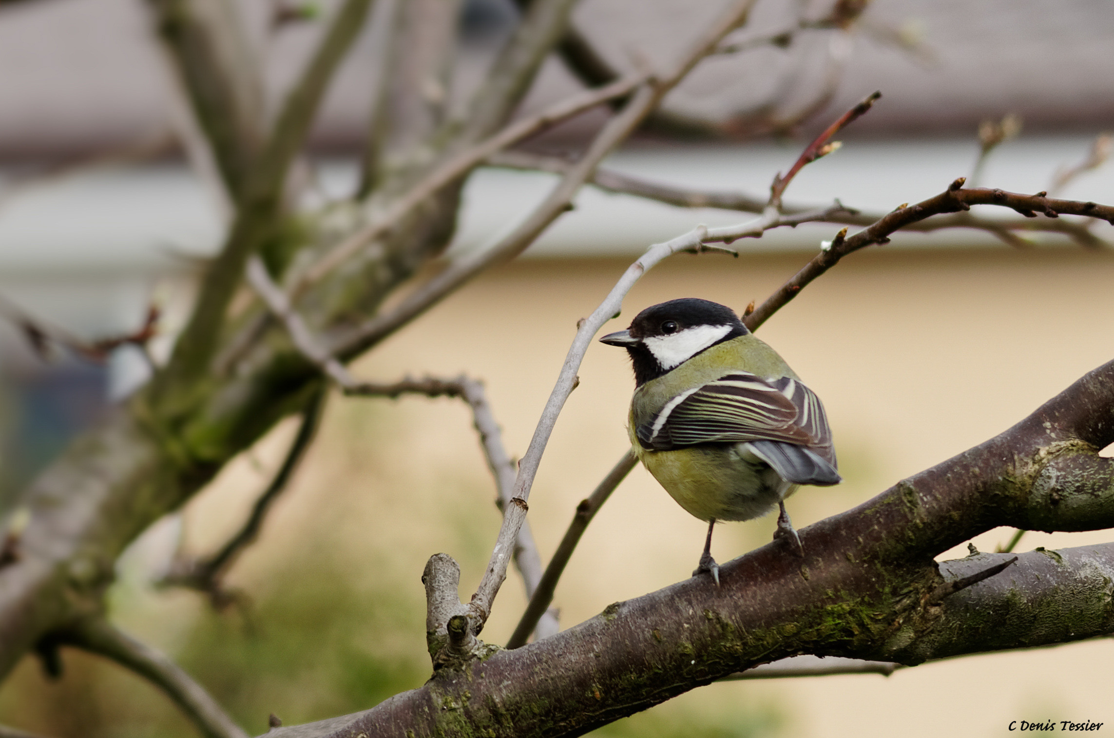 une mésange charbonnière, un oiseau parmi la biodiversité de la ferme